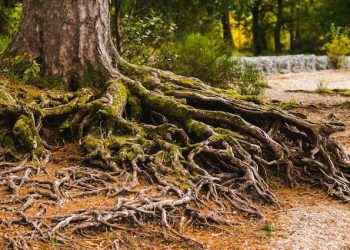 rooted fruitfullness growing deep, berakar berbuah
