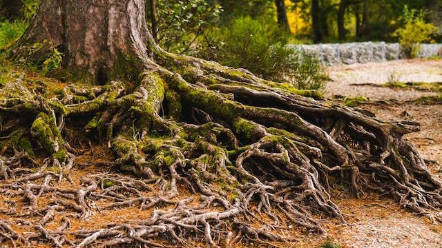 rooted fruitfullness growing deep, berakar berbuah